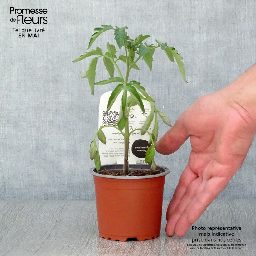 Tomate Noire de Crimée BIO - Tomate ancienne en plants  Pot de 10,5 cm Ejemplar entregado en la primavera