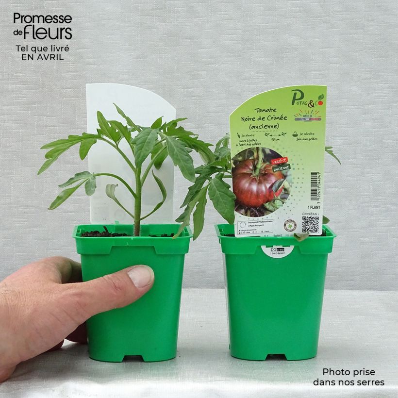 Tomate Noire de Crimée (planta) Ejemplar entregado en la primavera