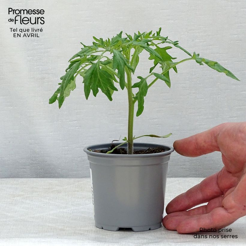 Tomate Orange Queen en pot de 10,5 cm Ejemplar entregado en la primavera