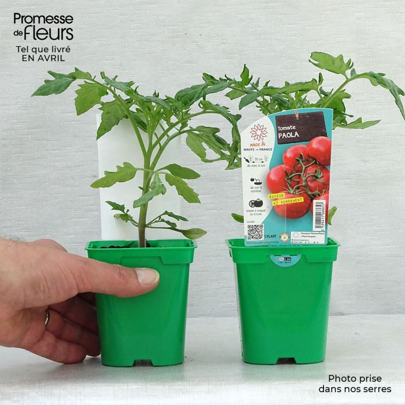 Tomate Paola F1 en pot de 10,5cm Ejemplar entregado en la primavera