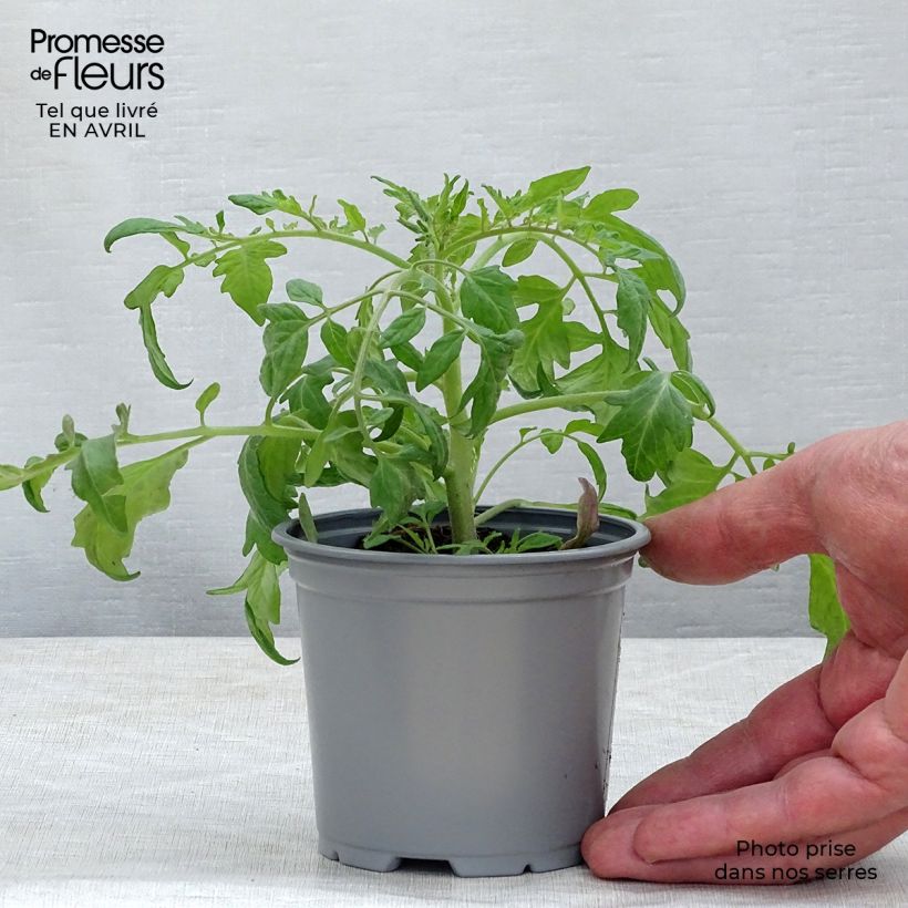 Tomate Pendulina Red en pot de 10,5 cm Ejemplar entregado en la primavera