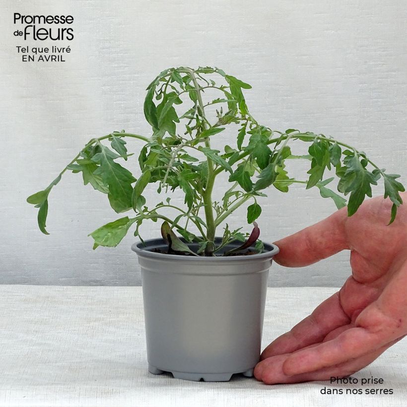 Tomate Pendulina Yellow en pot de 10,5 cm Ejemplar entregado en la primavera