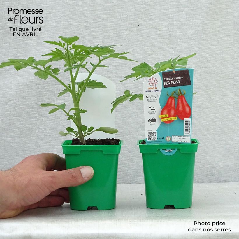 Tomate Poire Rouge en godet - Tomate cerise Pot de 10 cm/11cm Ejemplar entregado en la primavera