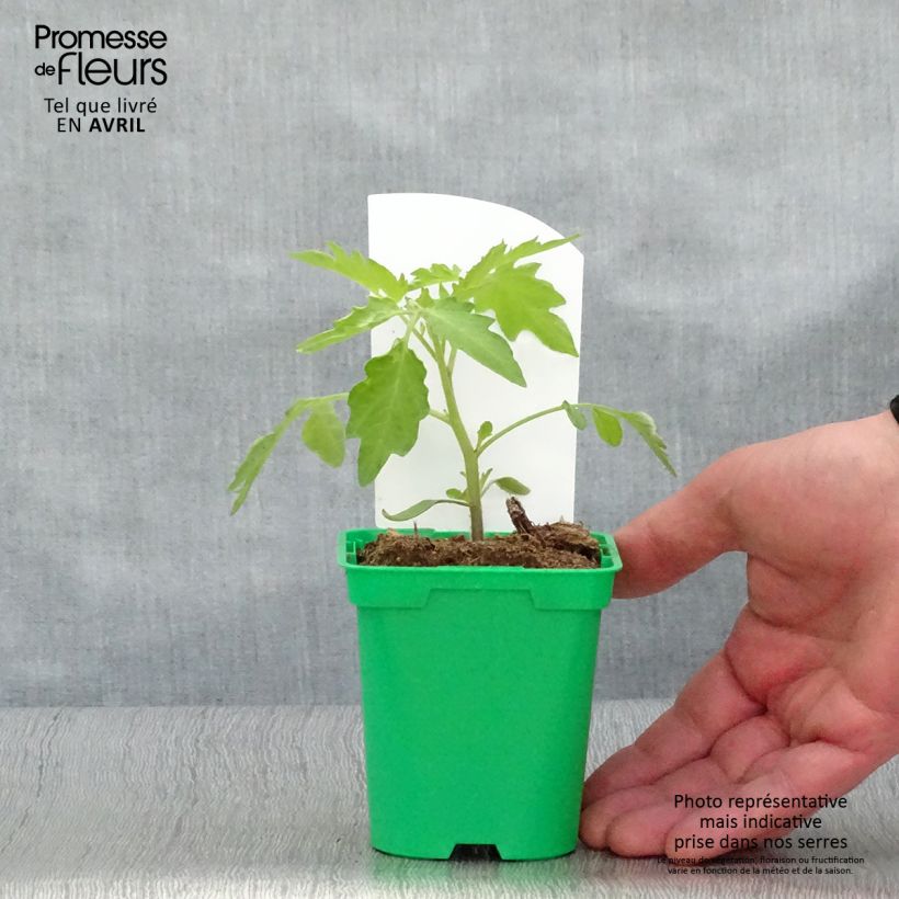 Tomate Poire jaune ( Yellow Pearshapped)- Tomate-cerise en plants Pot de 10 cm/11cm Ejemplar entregado en la primavera