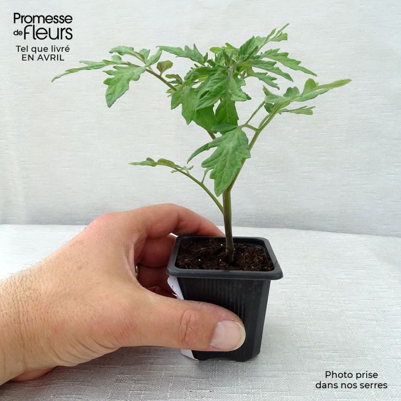 Tomate Premio F1 en pot de 10 cm - Tomate-grappe Ejemplar entregado en la primavera