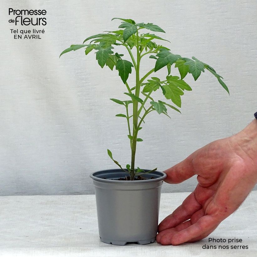 Tomate Prune noire en pot de 10,5 cm Ejemplar entregado en la primavera