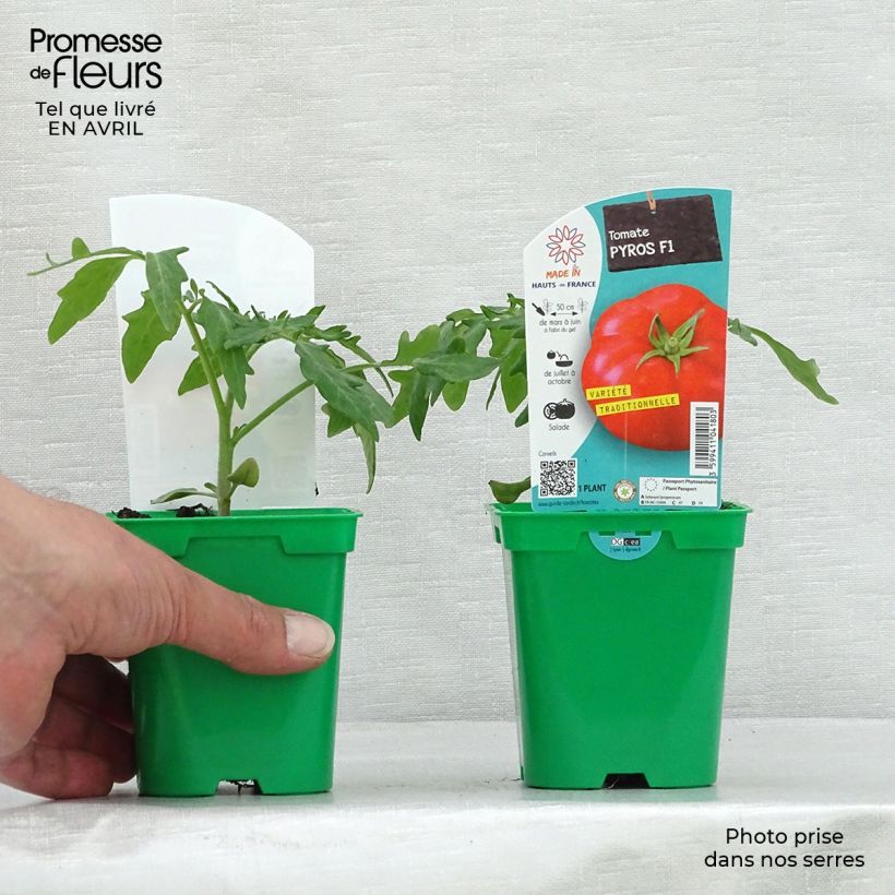 Tomate Pyros (planta) Ejemplar entregado en la primavera