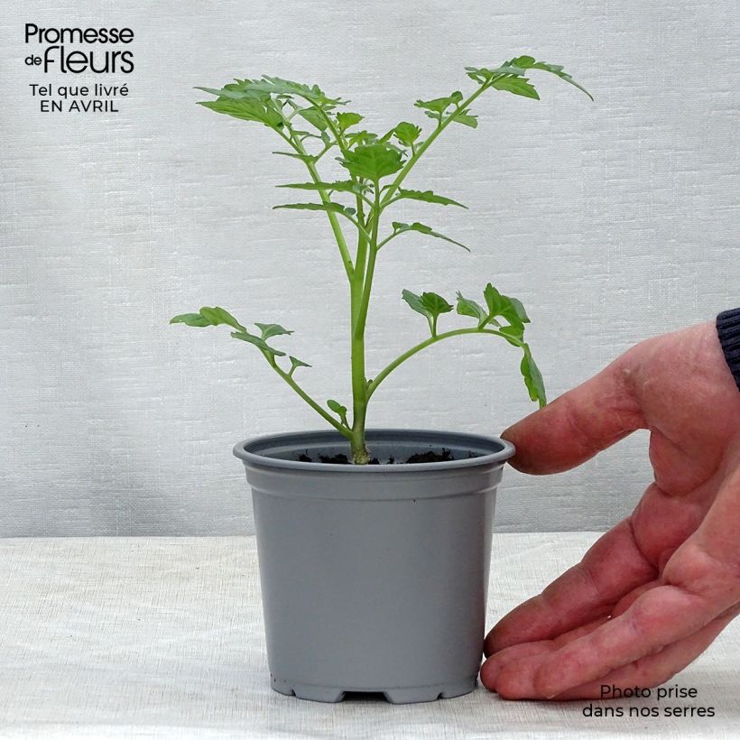 Tomate Santonio F1 en plants GREFFES en pot de 10,5 cm - Tomate cerise Ejemplar entregado en la primavera