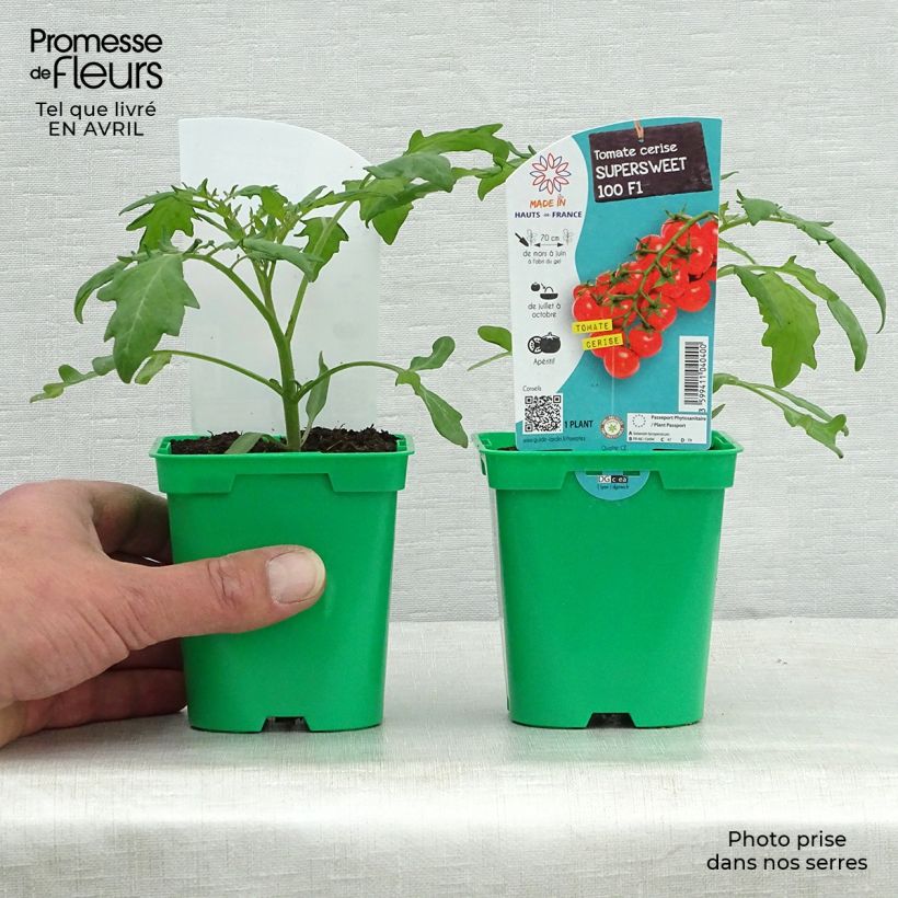 Tomate Supersweet 100 F1 en pot de 10 cm Ejemplar entregado en la primavera