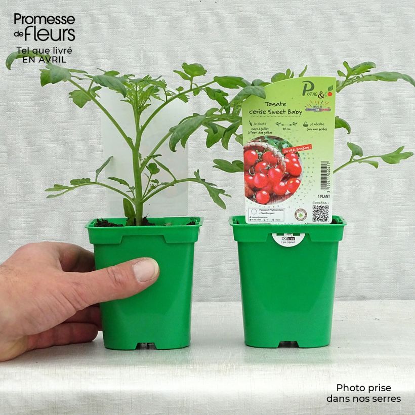 Tomate Sweetbaby F1 en pot de 10 cm - Tomate-cerise Ejemplar entregado en la primavera