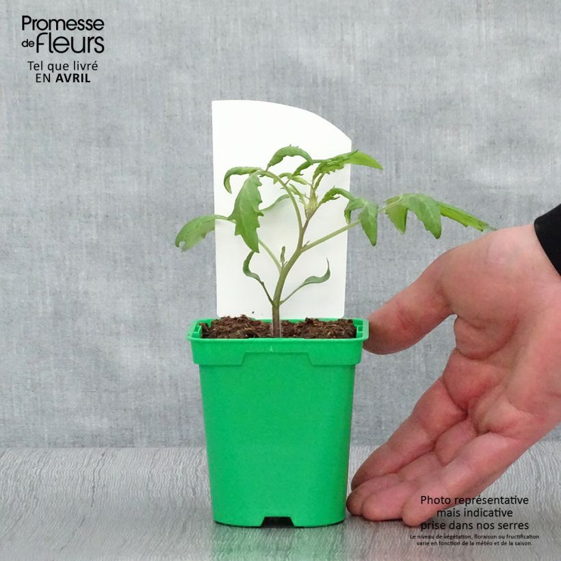 Tomate Trilly F1 Plants GREFFES en pot de 10,5 cm - Tomate-cerise allongée Ejemplar entregado en la primavera