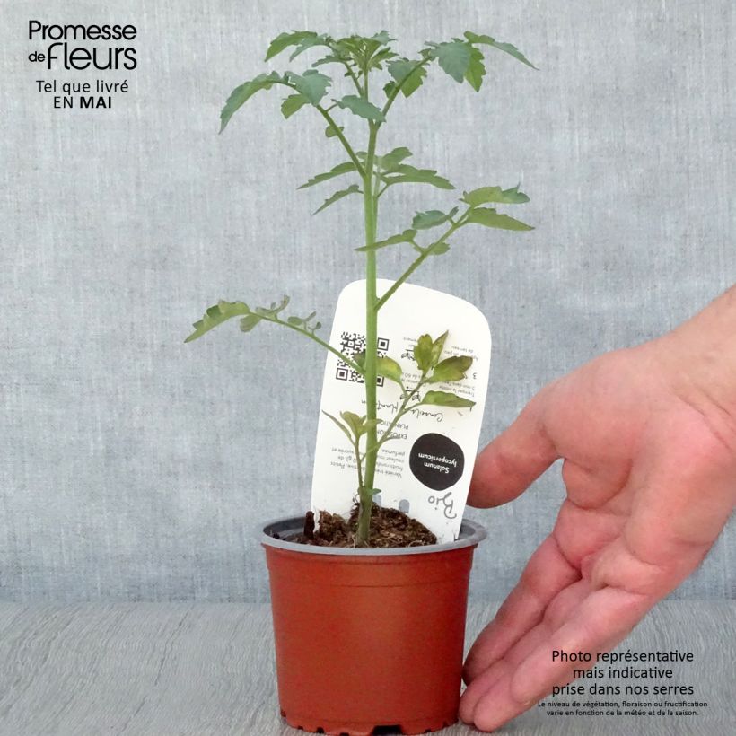 Tomate cerise Gusta Mini Red en plant Bio Pot de 10,5 cm Ejemplar entregado en la primavera