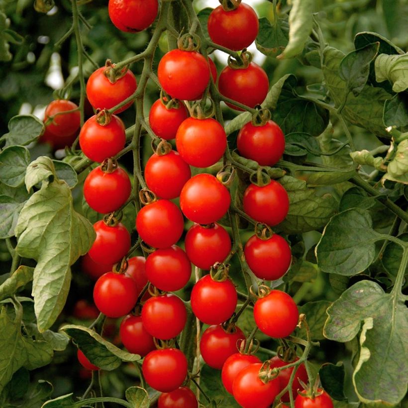 Tomate cherri Supersweet 100 (planta interjada) (Cosecha)