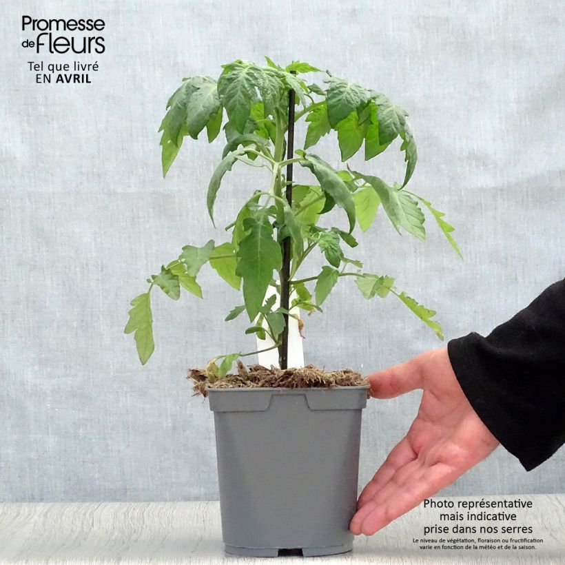 Tomate cerise Supersweet 100 F1 en plants GREFFES Pot de 2L/3L Ejemplar entregado en la primavera