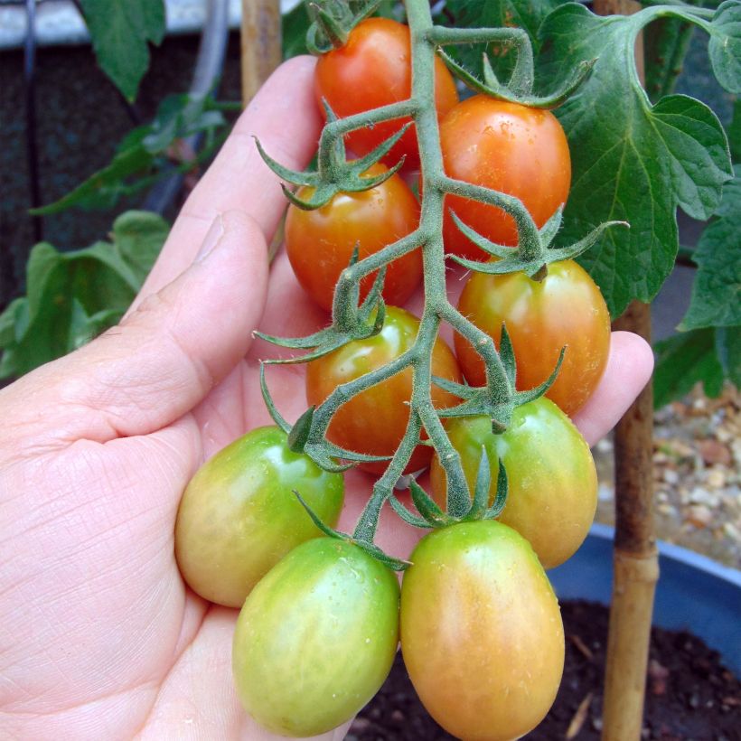 Tomate cherri Tutti Frutti (Cosecha)