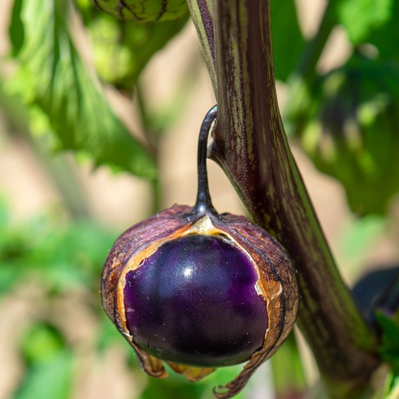 Fisalis Violet Bio - Ferme de Sainte Marthe (Cosecha)