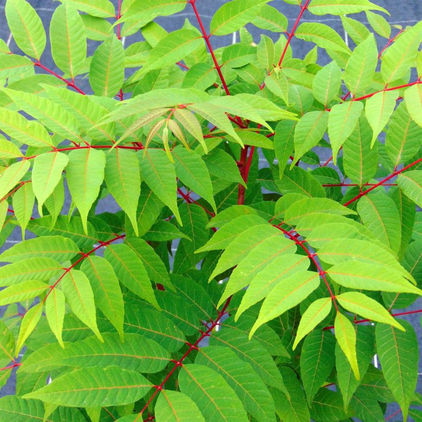 Toona sinensis Flamingo - Caoba china (Follaje)