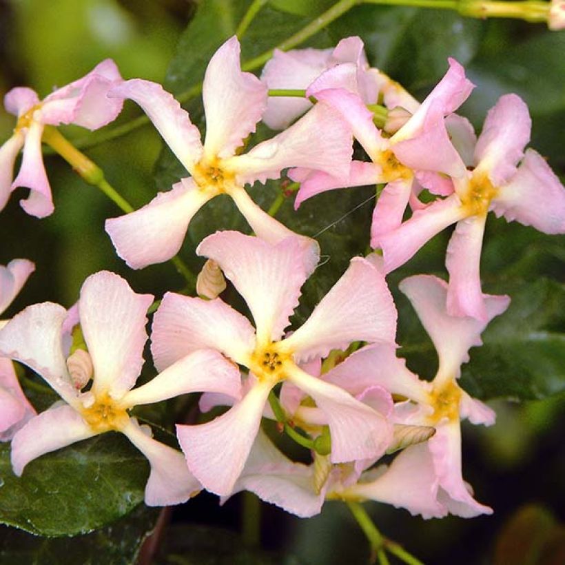 Jazmín asiático Pink Showers (Floración)