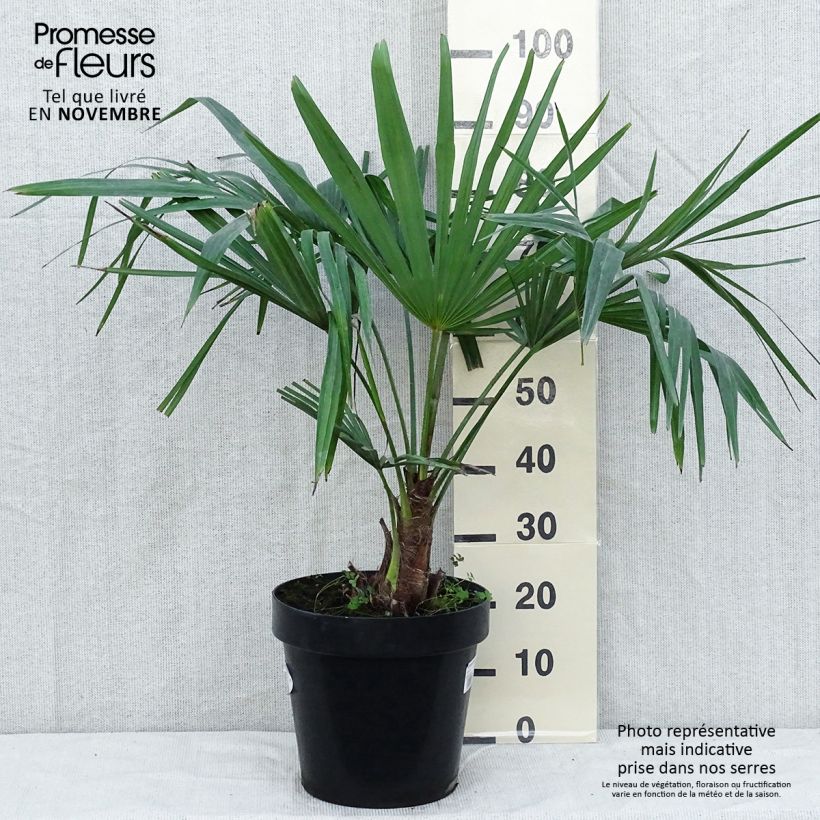 Ejemplar de Palmier de Chine - Trachycarpus fortunei en pot de 15L entregado en otoño