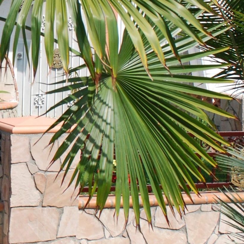 Trachycarpus latisectus (Follaje)