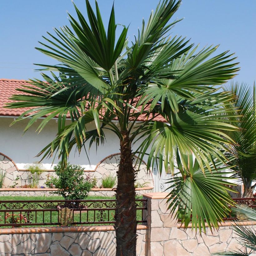 Trachycarpus latisectus (Porte)