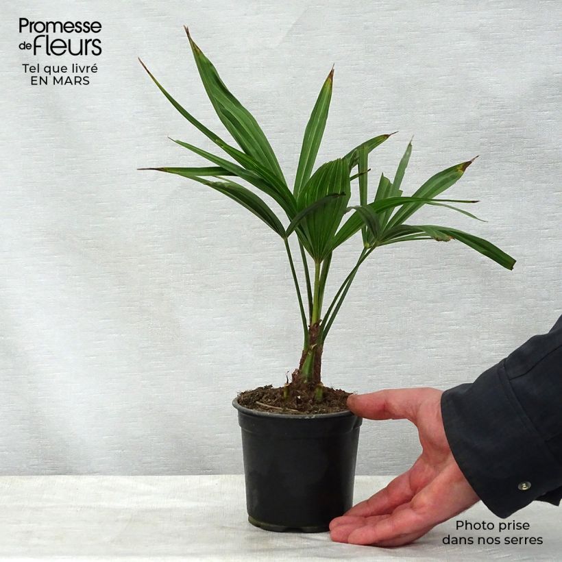 Trachycarpus latisectus - Palmier Windamere Pot de 12 cm Ejemplar entregado en la primavera