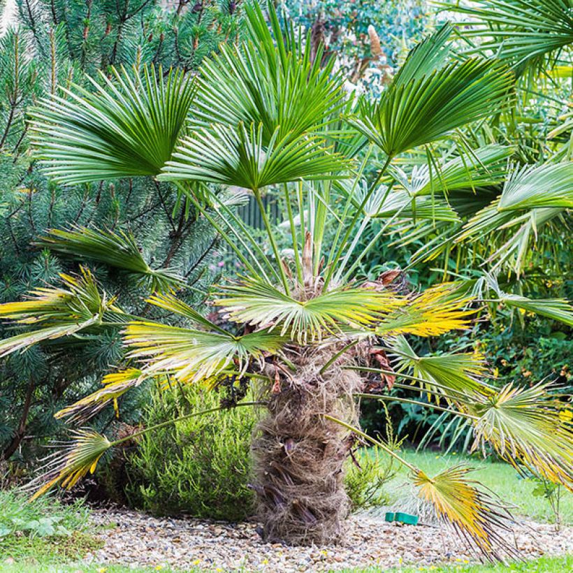 Trachycarpus wagnerianus (Porte)