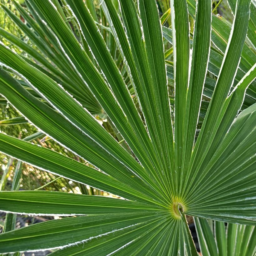 Trachycarpus wagnerianus (Follaje)