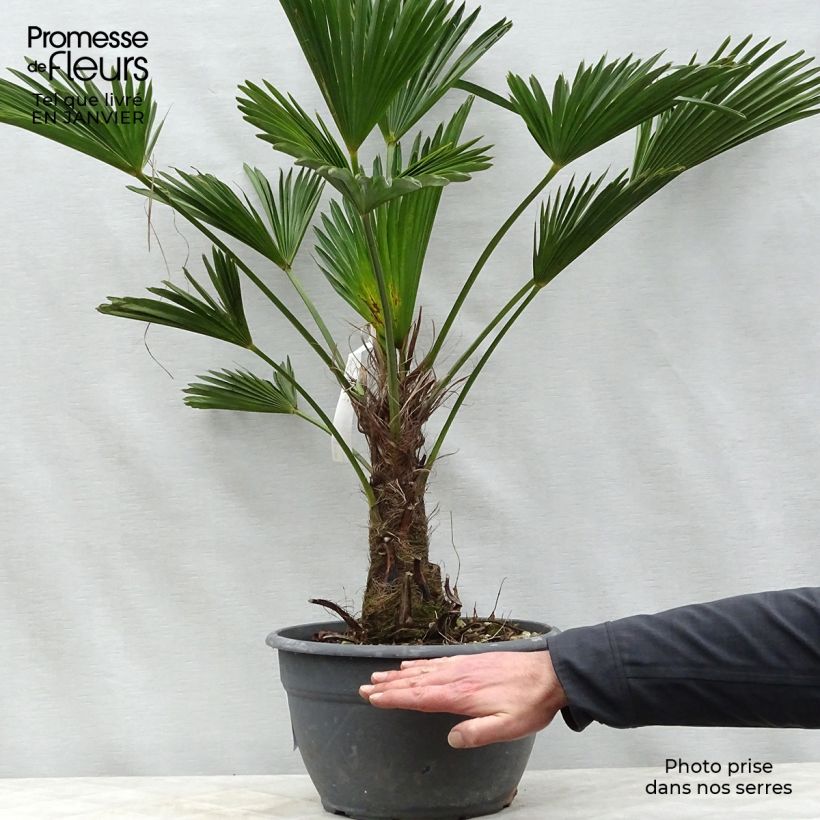 Trachycarpus wagnerianus - Palmier miniature pot de 7L Ejemplar entregado en invierno