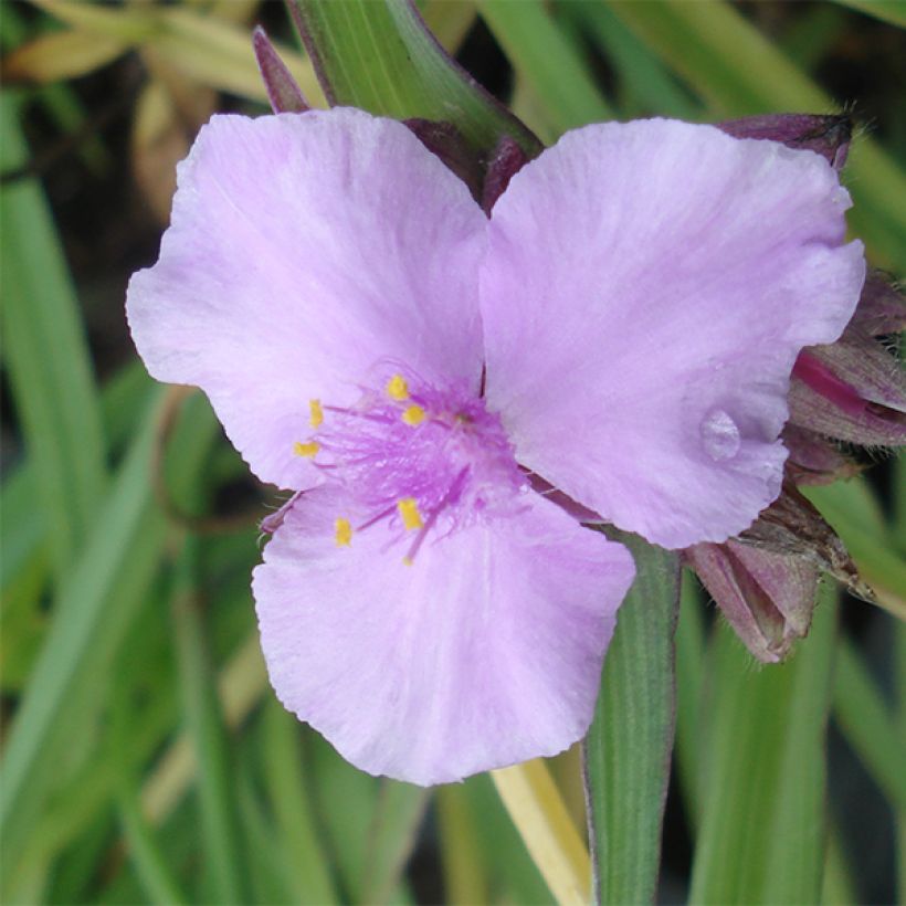 Tradescantia andersoniana Perrine's Pink (Floración)