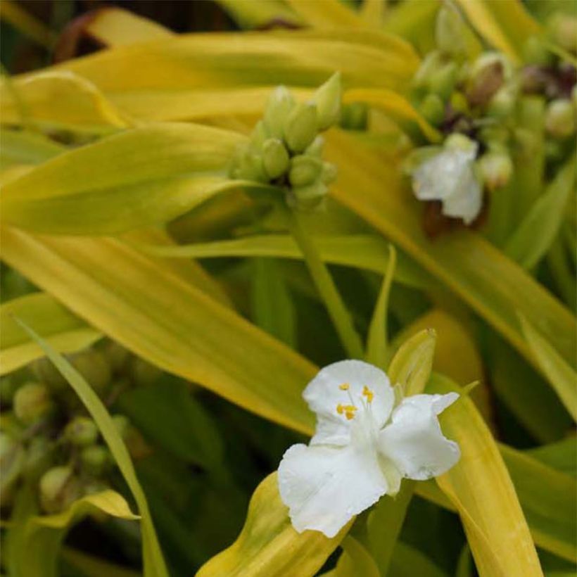 Tradescantia andersoniana Angelic Charm (Floración)