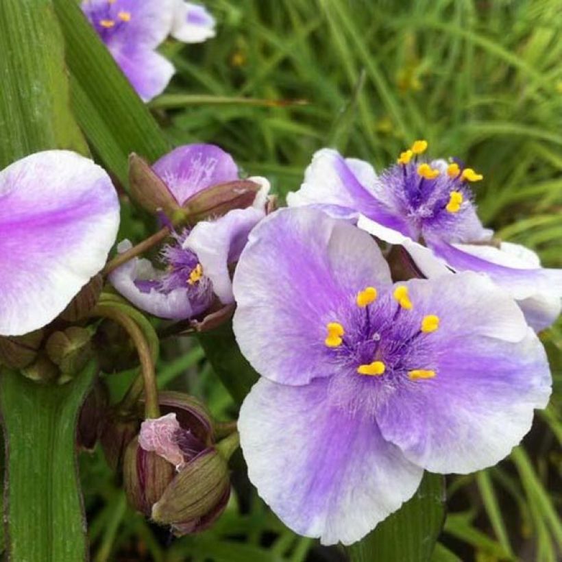 Tradescantia andersoniana Bilberry Ice (Floración)