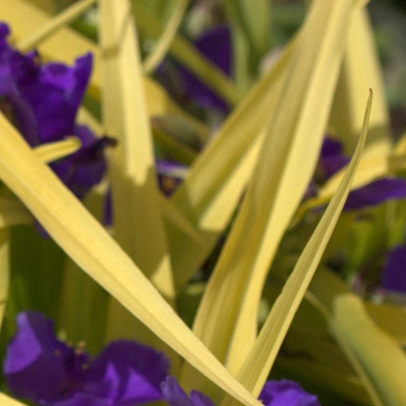 Tradescantia andersoniana Blue and Gold (Follaje)