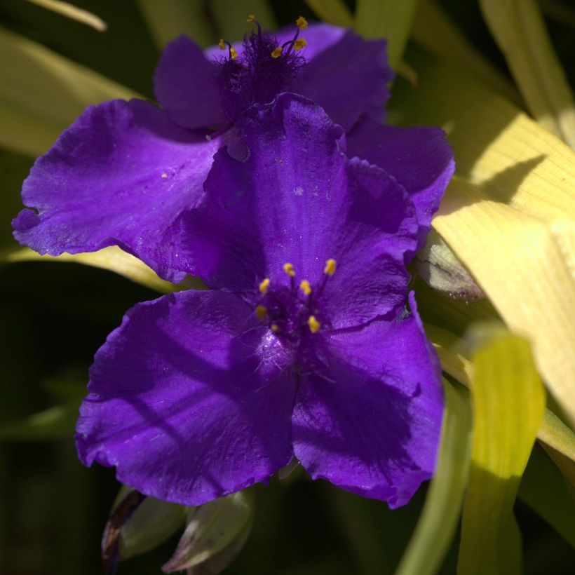 Tradescantia andersoniana Blue and Gold (Floración)