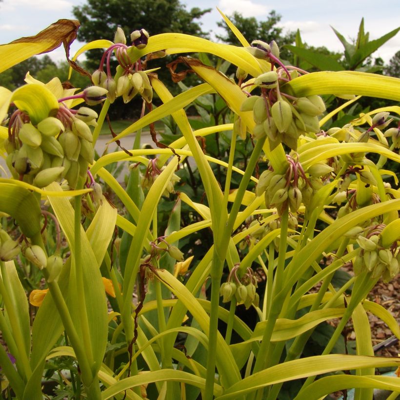 Tradescantia andersoniana Blue and Gold (Porte)