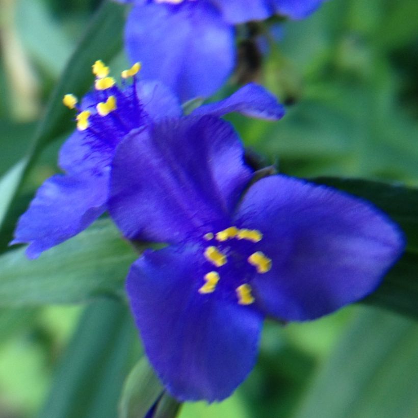 Tradescantia andersoniana Isis (Floración)