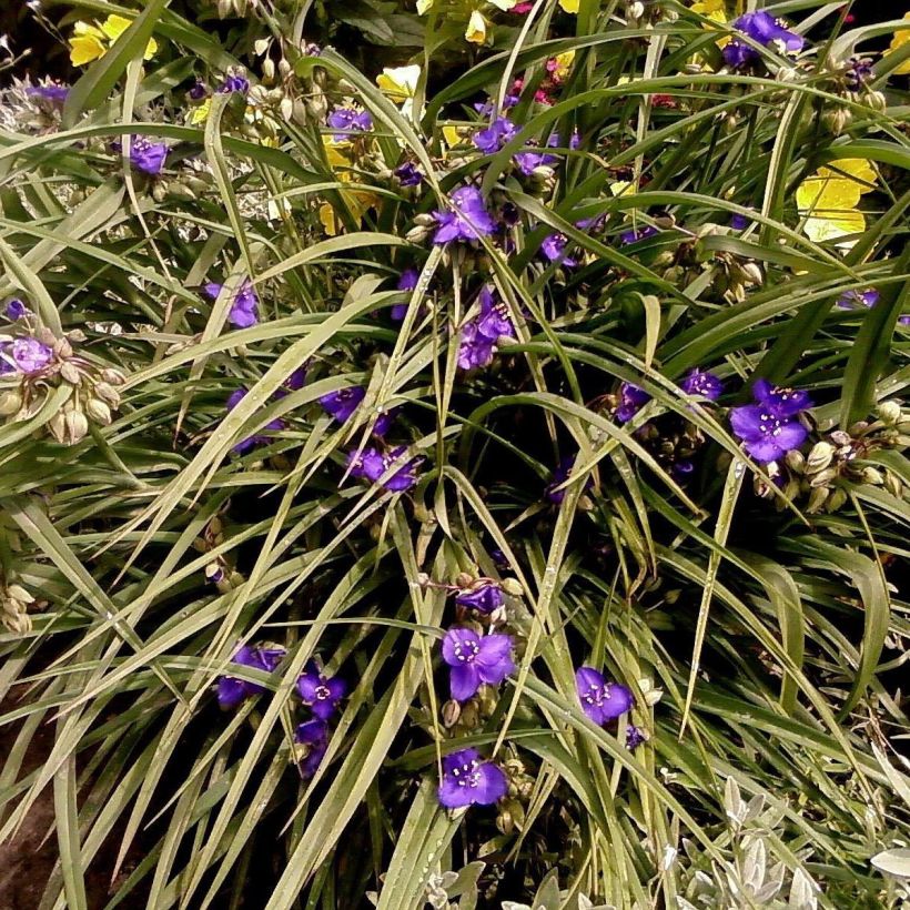 Tradescantia andersoniana Isis (Porte)