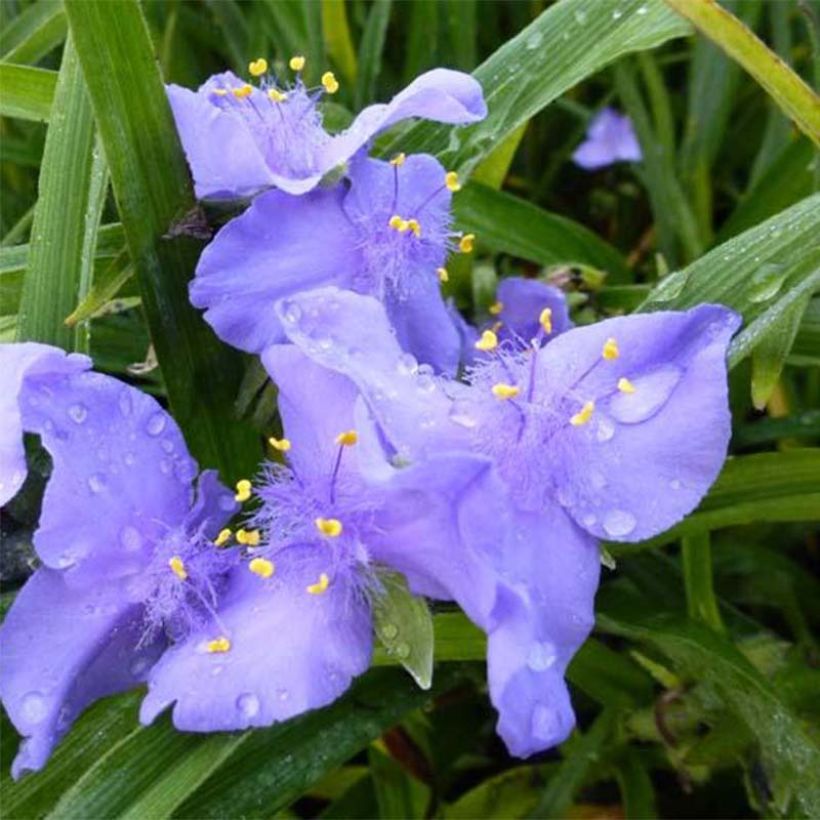 Tradescantia andersoniana JC Weguelin (Floración)