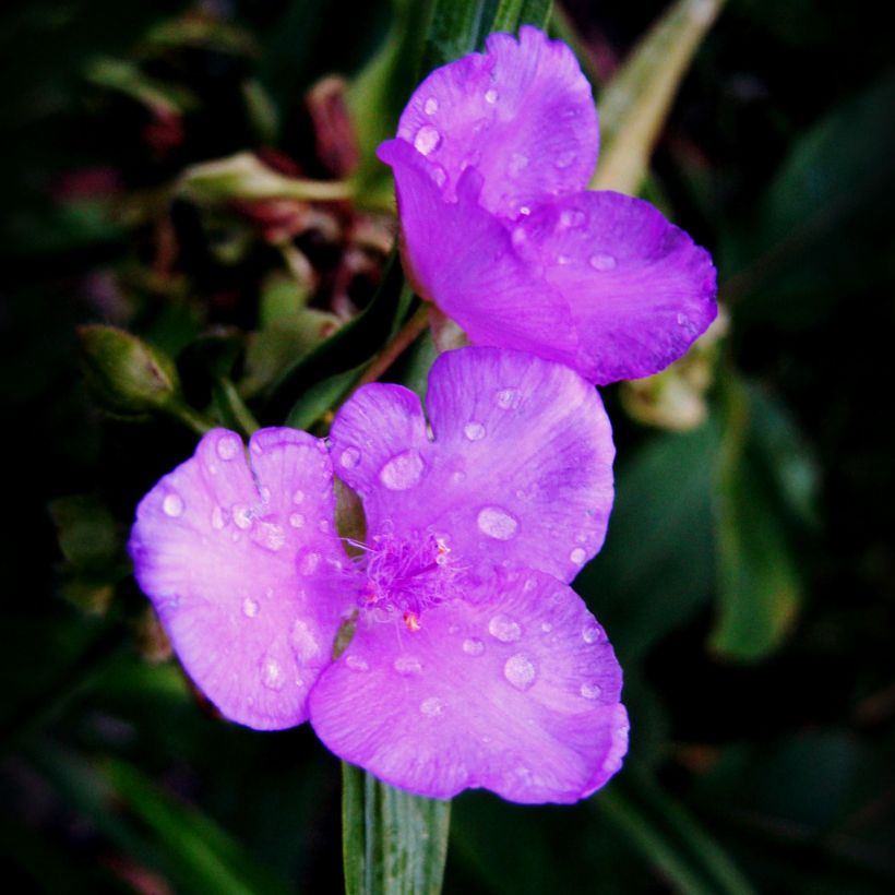 Tradescantia andersoniana Karminglut (Floración)