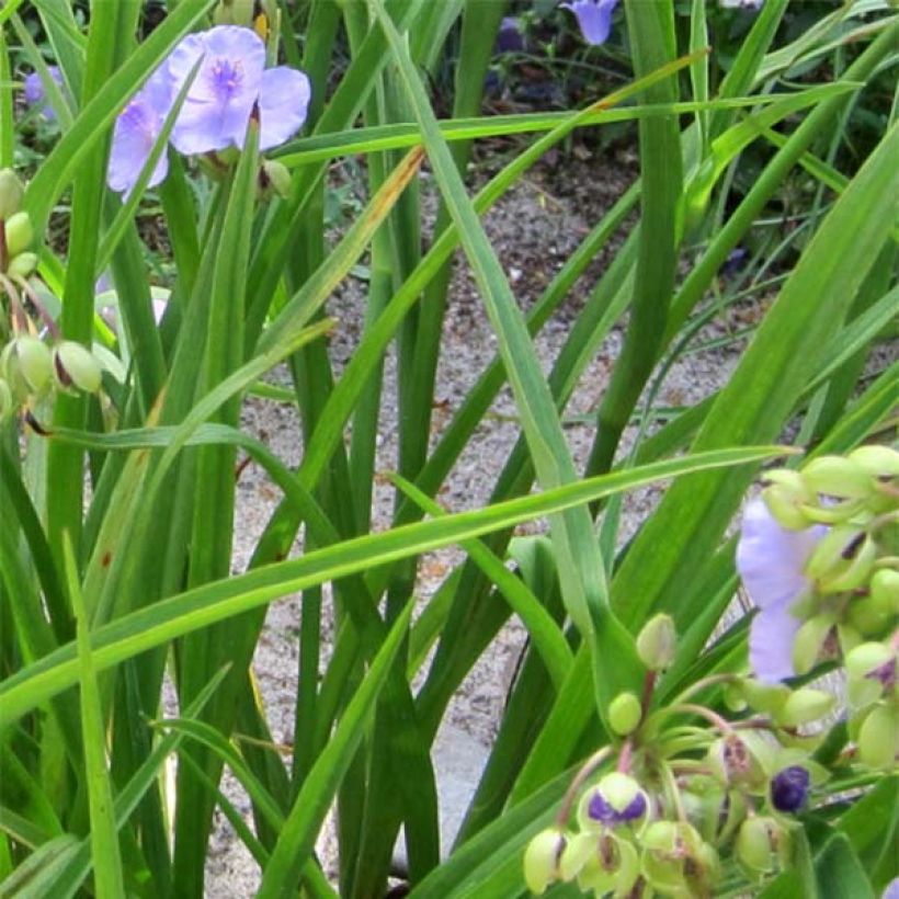 Tradescantia andersoniana Little Doll (Follaje)