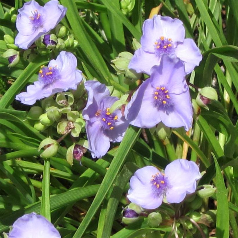 Tradescantia andersoniana Little Doll (Floración)