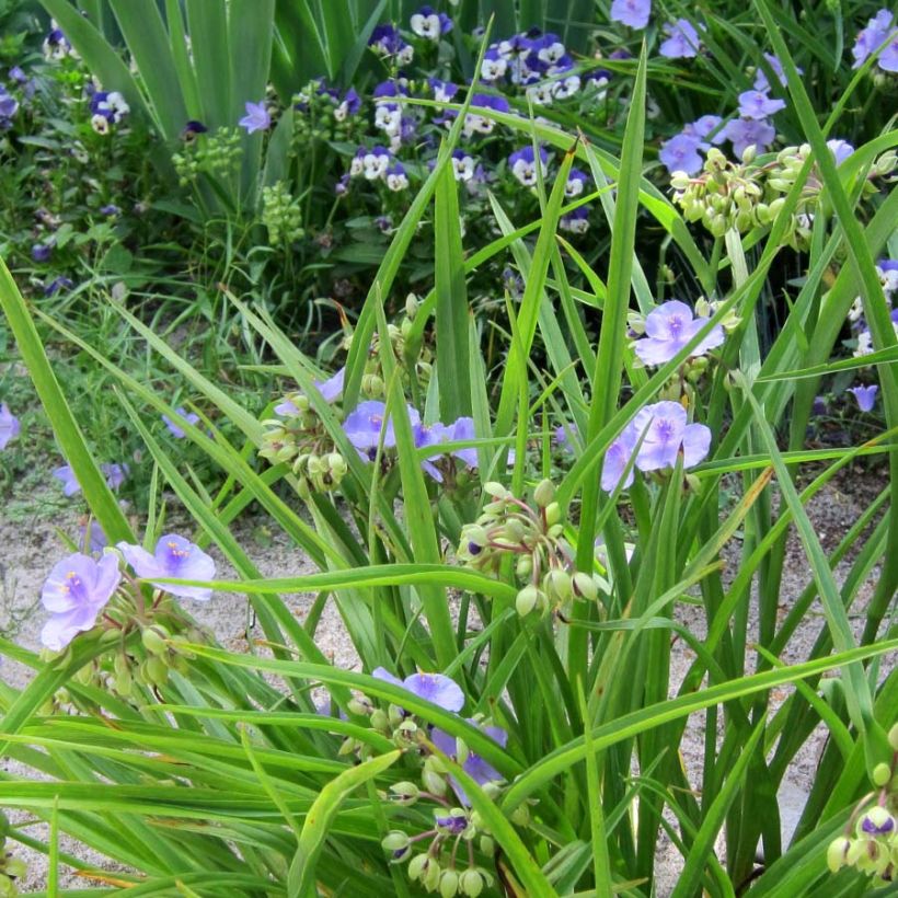 Tradescantia andersoniana Little Doll (Porte)