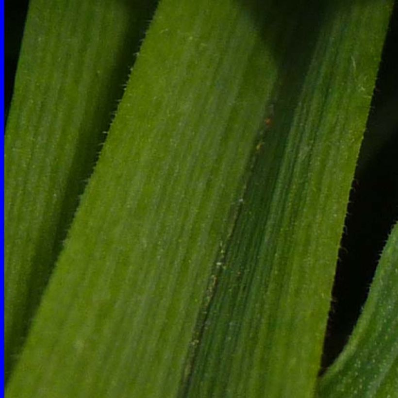 Tradescantia andersoniana Osprey (Follaje)