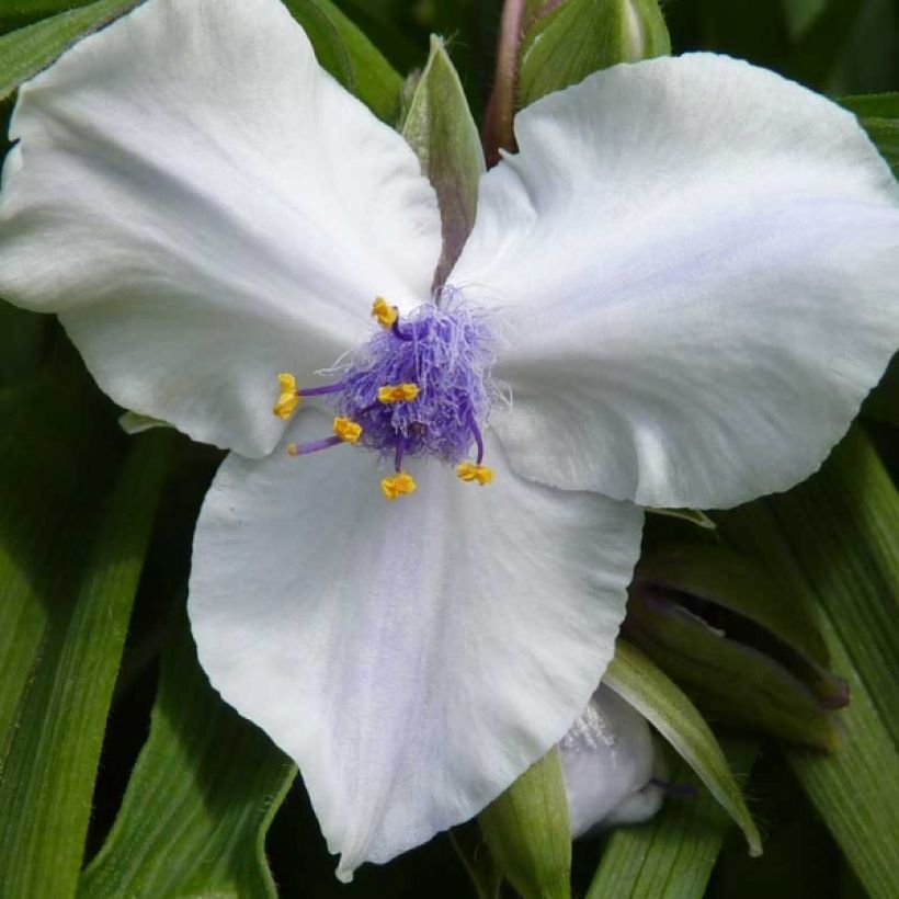 Tradescantia andersoniana Osprey (Floración)