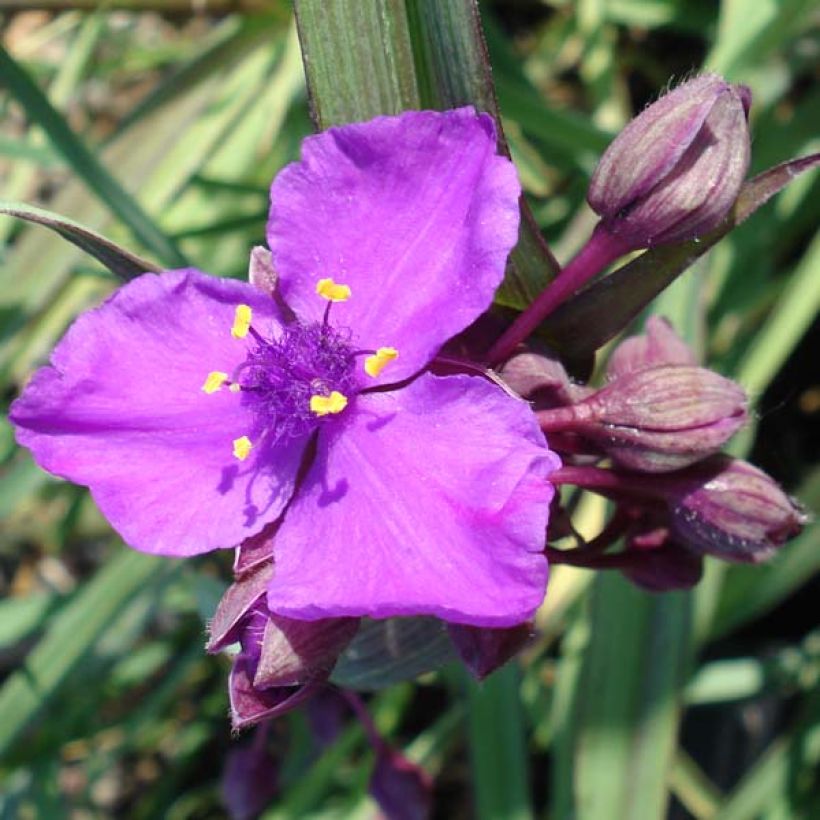 Tradescantia andersoniana Concord Grape (Floración)