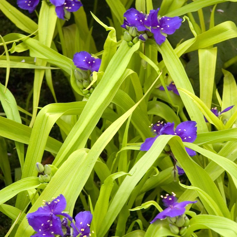 Tradescantia andersoniana Sweet Kate (Porte)