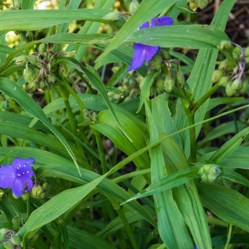 Tradescantia andersoniana Zwanenburg Blue (Follaje)