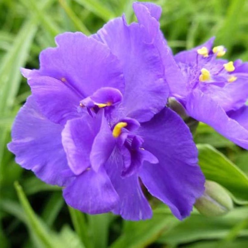 Tradescantia andersoniana Zwanenburg Blue (Floración)