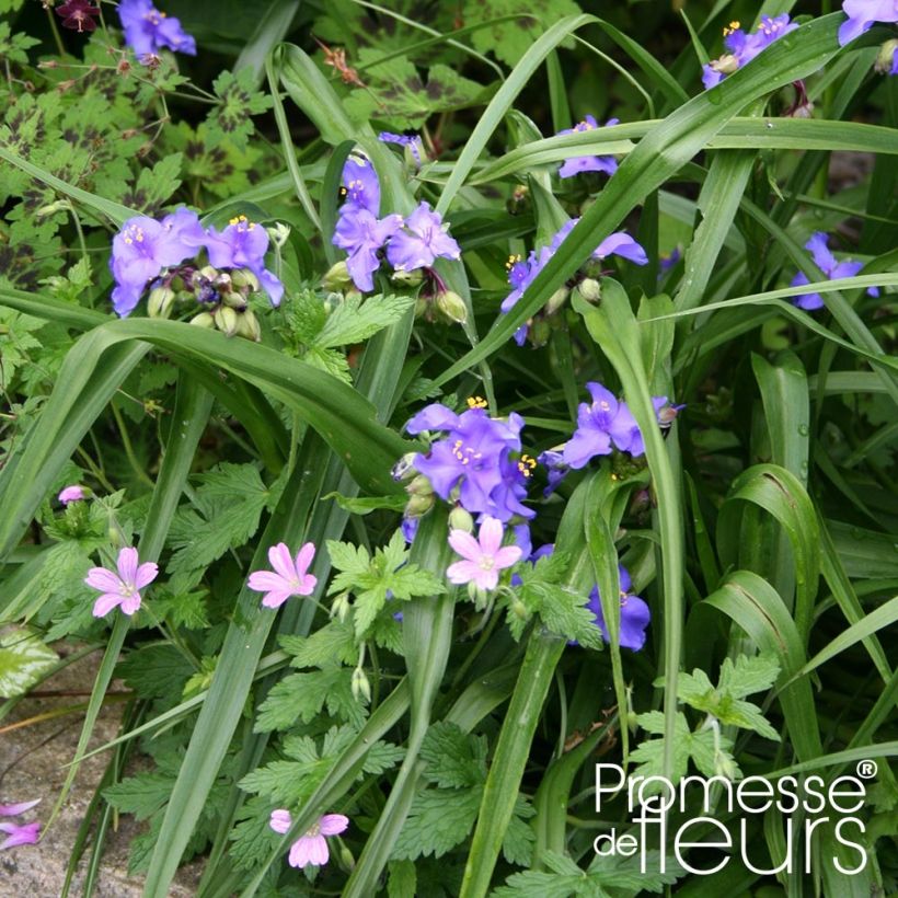 Tradescantia andersoniana Zwanenburg Blue (Porte)