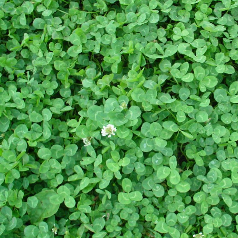 Trébol blanco enano nain - Trifolium repens (Follaje)